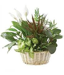 Dish Garden