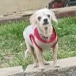 alfred featherston Gallery